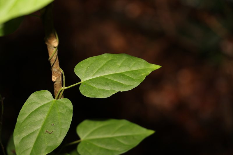 Vincetoxicum paniculatum, photographed by Greg Tasney