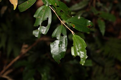 Rhodamnia argentea, photographed by Greg Tasney