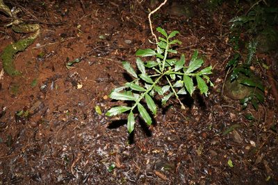 Harpullia alata, photographed by Greg Tasney
