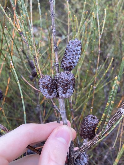 Allocasuarina distyla, photographed by Thomas Mesaglio