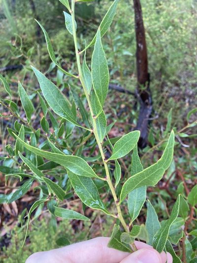 Daviesia corymbosa, photographed by Thomas Mesaglio