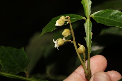 Harpullia alata, photographed by Greg Tasney