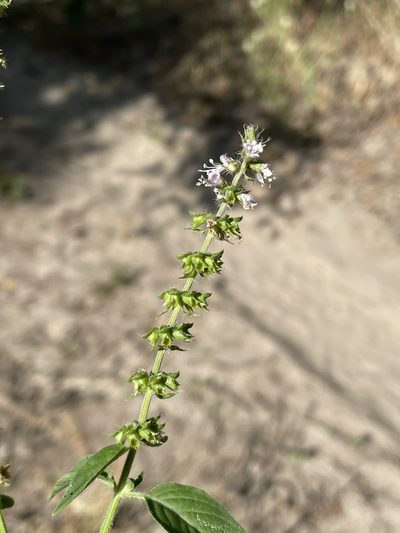 Ocimum gratissimum, photographed by Robert Taylor