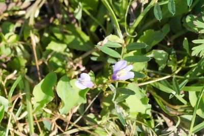 Mazus pumilus, photographed by WATANABE Hitoshi 渡辺仁