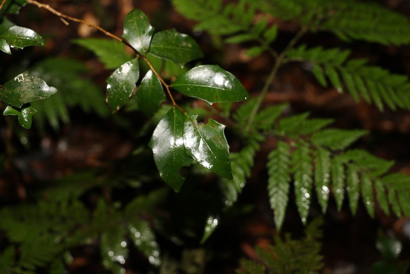 Scolopia braunii, photographed by Greg Tasney