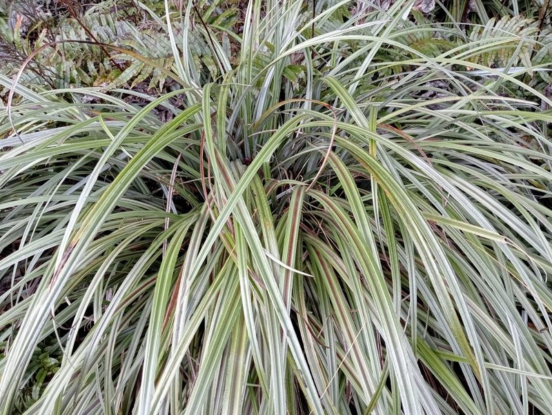 Astelia nervosa, photographed by John Barkla