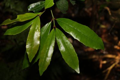 Wilkiea austroqueenslandica, photographed by Greg Tasney