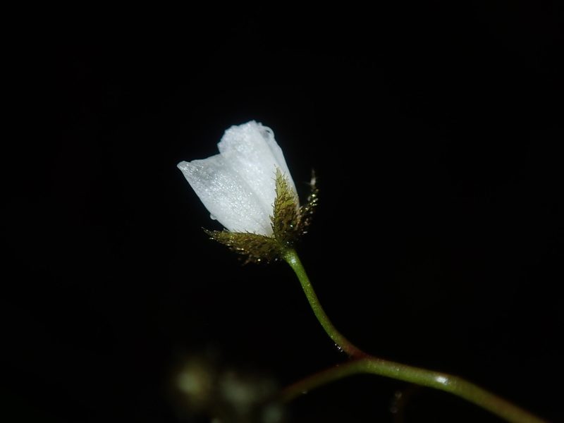 Drosera peltata, photographed by Thomas Mesaglio