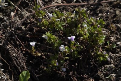 Mazus miquelii, photographed by WATANABE Hitoshi 渡辺仁