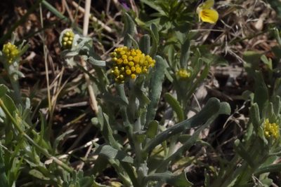 Laphangium affine, photographed by WATANABE Hitoshi 渡辺仁