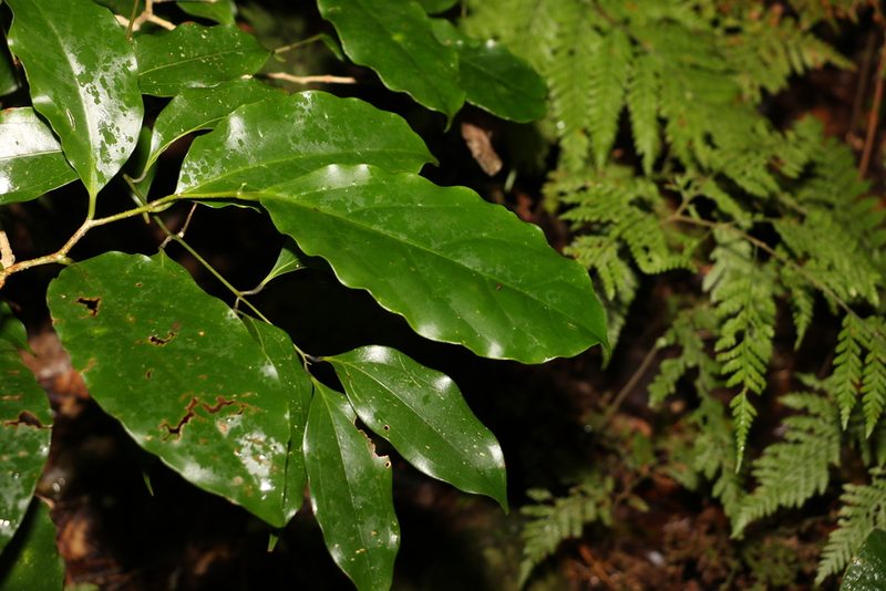 Pennantia cunninghamii, photographed by Greg Tasney