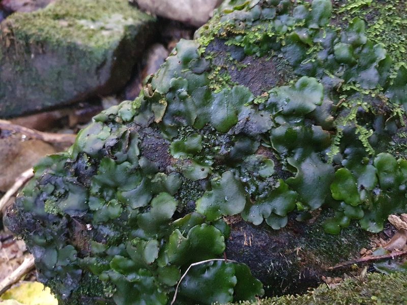 Monoclea forsteri, photographed by Jaco Grundling