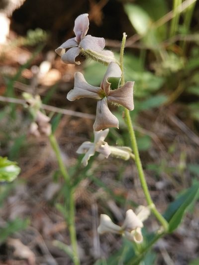 Hesperis laciniata, photographed by Ljaž