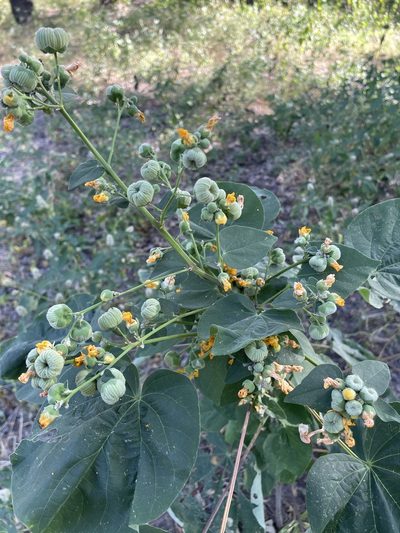Abutilon angulatum, photographed by Robert Taylor