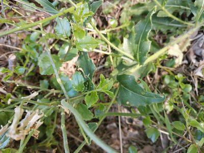 Hesperis laciniata, photographed by Ljaž