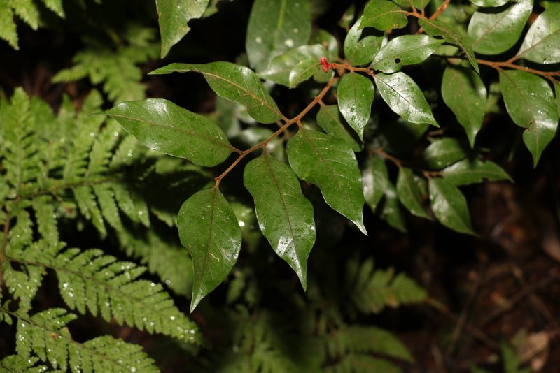 Sarcopteryx stipata, photographed by Greg Tasney