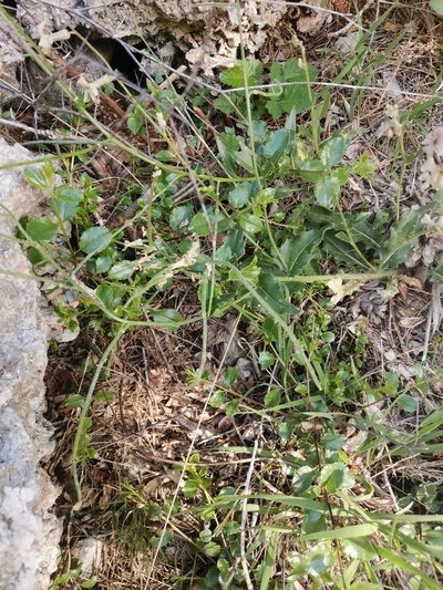 Hesperis laciniata, photographed by Ljaž