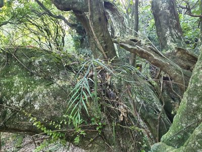 Asplenium flaccidum, photographed by Jaco Grundling