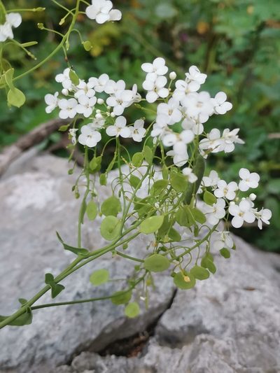 Peltaria alliacea, photographed by Ljaž