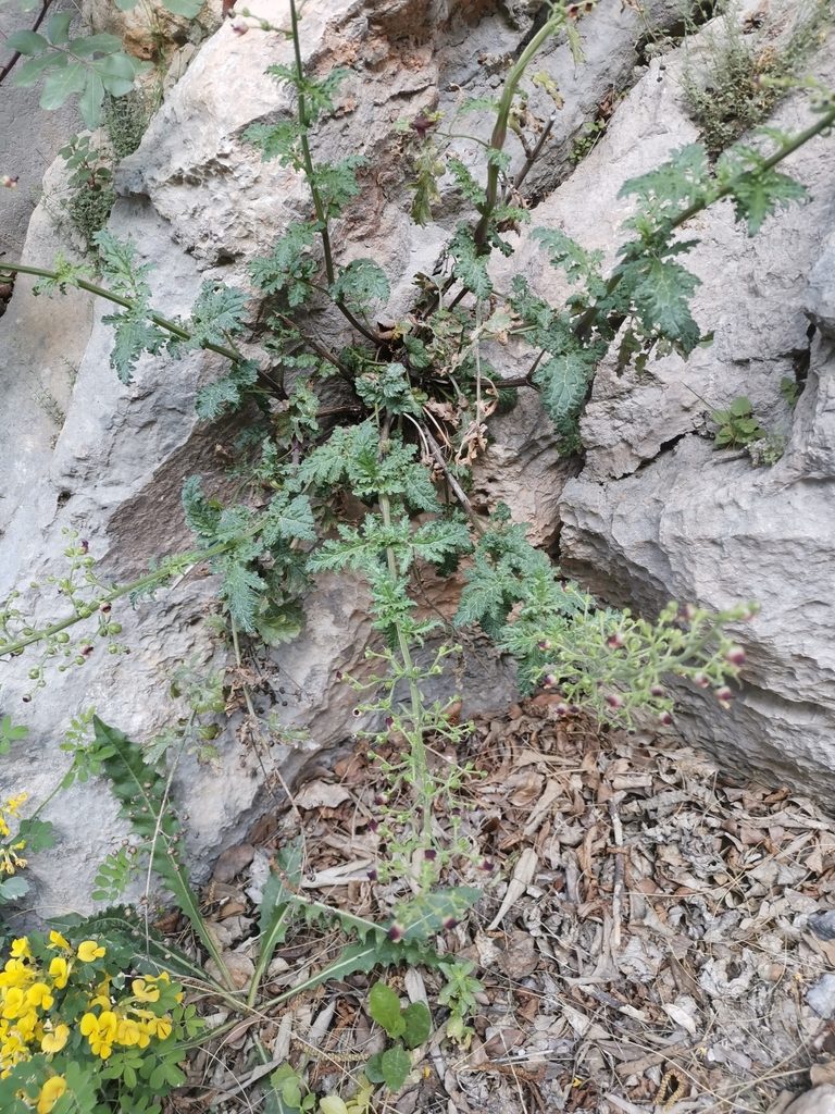 Scrophularia heterophylla, photographed by Ljaž