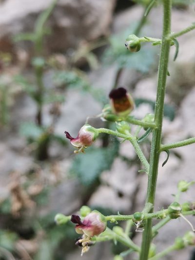 Scrophularia heterophylla, photographed by Ljaž