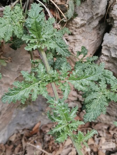 Scrophularia heterophylla, photographed by Ljaž