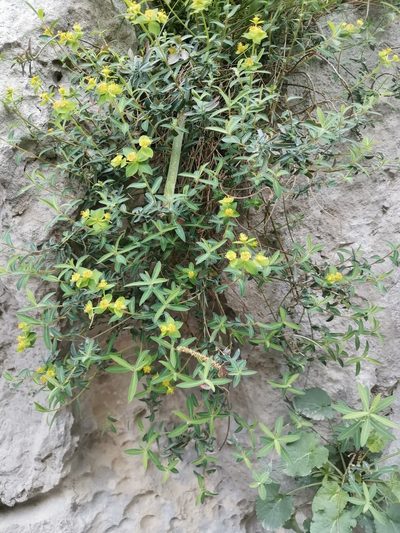 Euphorbia fragifera, photographed by Ljaž