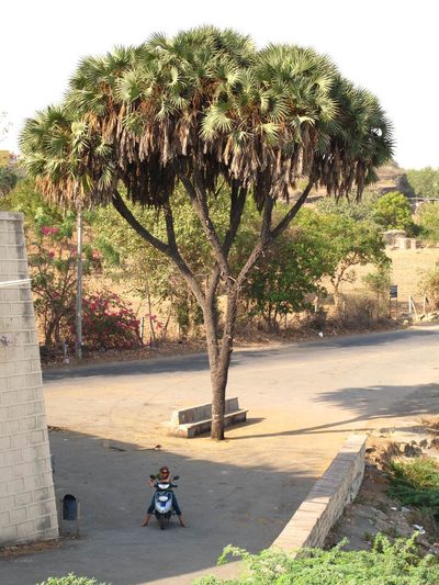 Hyphaene dichotoma, photographed by Yoav Daniel Bar-Ness