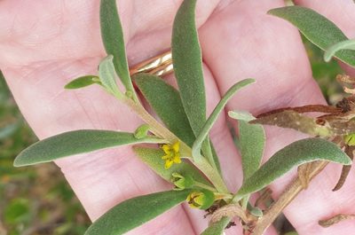 Tetragonia implexicoma, photographed by Rosalie Lawrence