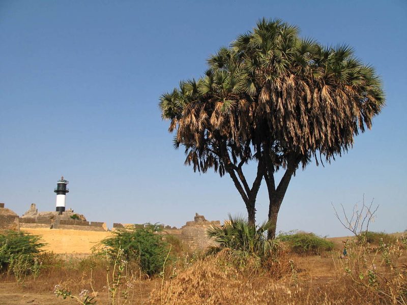 Hyphaene dichotoma, photographed by Yoav Daniel Bar-Ness
