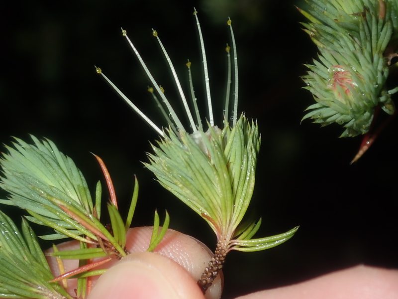Darwinia fascicularis, photographed by Thomas Mesaglio