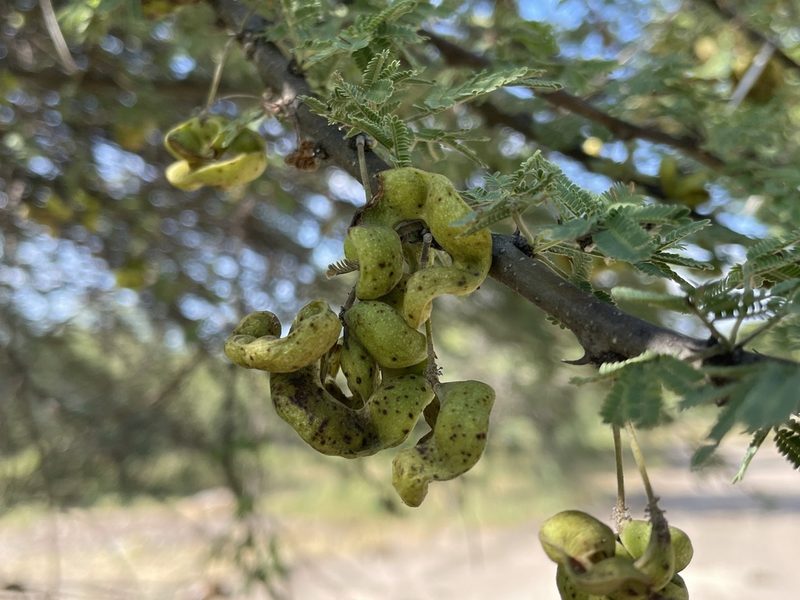 Vachellia tortilis, photographed by Robert Taylor