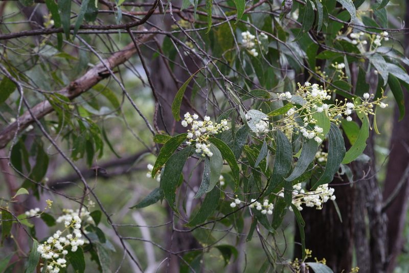 Acacia flavescens, photographed by Hugo Innes