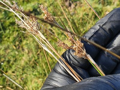 Juncus sarophorus, photographed by Jaco Grundling