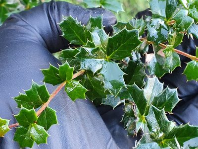 Berberis darwinii, photographed by Jaco Grundling