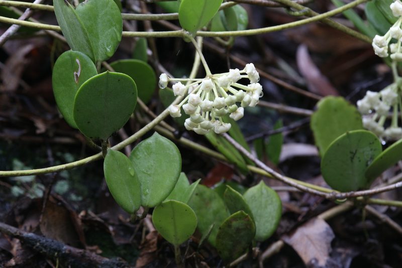 Hoya australis, photographed by Hugo Innes
