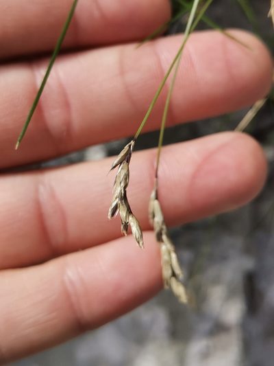 Sesleria juncifolia, photographed by Ljaž