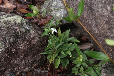 Pseuderanthemum variabile, photographed by Hugo Innes