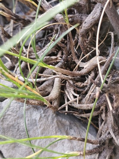 Sesleria juncifolia, photographed by Ljaž