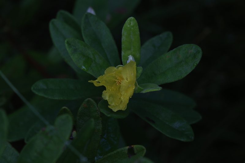 Hibbertia melhanioides, photographed by Hugo Innes