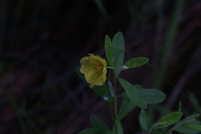 Hibbertia melhanioides, photographed by Hugo Innes