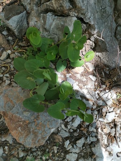 Aristolochia pallida, photographed by Ljaž