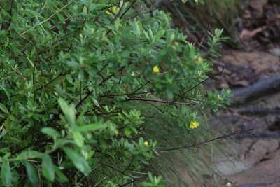 Hibbertia melhanioides, photographed by Hugo Innes