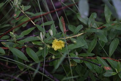 Hibbertia melhanioides, photographed by Hugo Innes
