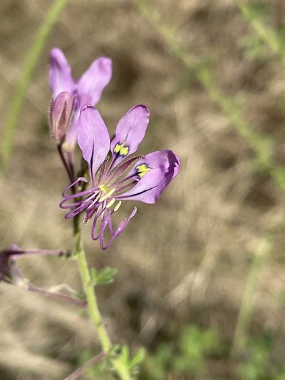 Cleome hirta, photographed by Robert Taylor