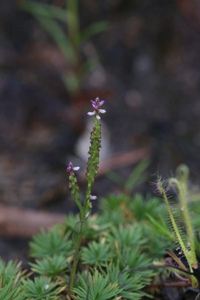Salomonia ciliata, photographed by Hugo Innes