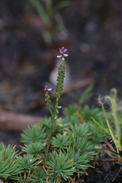 Salomonia ciliata, photographed by Hugo Innes