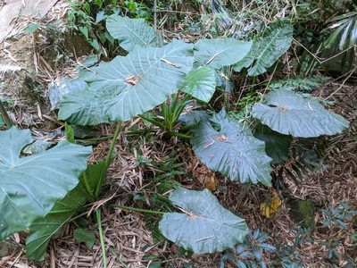 Alocasia odora, photographed by 潘立傑 LICHIEH_PAN