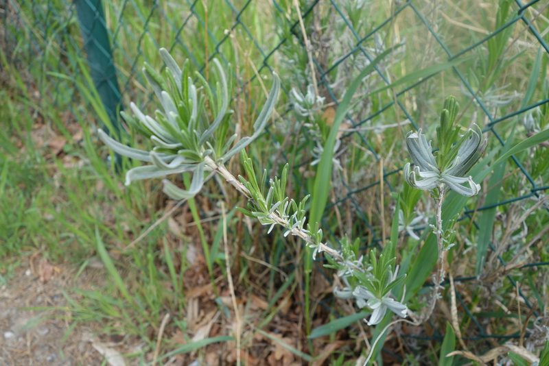 Lavandula angustifolia, photographed by Jan Vršovský