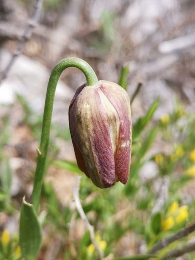 Fritillaria montana, photographed by Ljaž